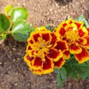 강장골경로당 이미지