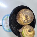 종근 | (판매중)왕토란 종근 판매