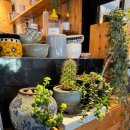 현대다방 | 카이막과 꿀의 미친 조합! 식물 감성 가득한 현대식 다방 '예커피' 솔직후기