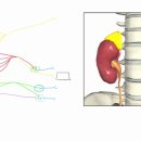 3월 8일 수업관련 - 교감신경계(Sympathetic Nervous System) - 2 이미지