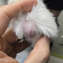 연부농장 | 강아지 발가락 사이에 혹 제거 수술 후기 / 반려견 연부 조직 육종, soft tissue sarcoma 제거 수술...