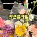 리안블라썸 이미지