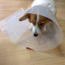 개포별빛동물병원 이미지