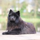 반려동물 관리사 이미지