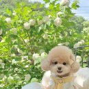 경북반려동물장례식장 이미지