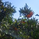 지수농장 | 귤향체험농장 귤은 사서 먹어야 해요