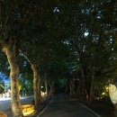 죽녹원로 이미지