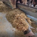 석진육성우목장 | [자가배합] 매일 5천마리 한우가 먹는 발효사료 만드는 방법