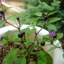 우리김밥 이미지