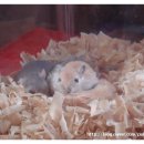 (주)펫둥이 네이버블로그