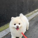 그루밍솔 이미지