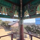 서천 마량리 동백나무 숲 이미지