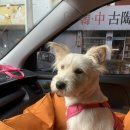 모던동물병원 | 광주 강아지 중성화수술 잘하는곳 “모던동물병원” / 광주동물병원 추천