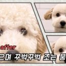 호야네애견샵 이미지