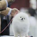 화이트 링고폼 이미지