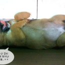 개팔자상팔자 이미지