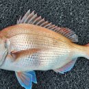 구조라위판장 이미지