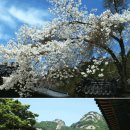 봄나들이 갈만한 곳 - 벗꽃 유명한 곳(전국 대표 벚꽃축제) 이미지