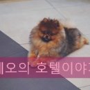 더조은 동물의료센터 이미지