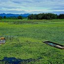 우포늪 생태 사진전 이미지