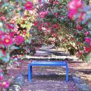 동백꽃식당 이미지