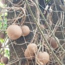 cannonball tree 이미지