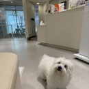 스무살의꿈 동물병원 이미지
