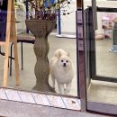 팬더애견샵 이미지