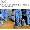 피포유 이미지
