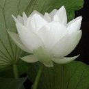 도원우체국앞 이미지