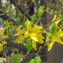 개나리(korean forsythia)꽃 이야기 이미지