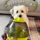 뚱땅뚱땅 | 강아지노즈워크 뚱땅뚱땅 강아지 간식볼 후기!🍀 (강아지 분리불안 해결 방법)