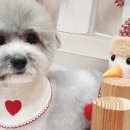 써니애견 미용실 네이버블로그
