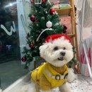 비누애견 | 강아지 탈모 케어 전용 애견비누 후기