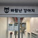 새롬유치원 | [시흥] 배곧 바람난강아지 애견카페 애견유치원 애견호텔 방문후기