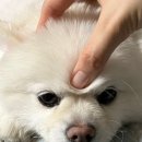 강남라렌의원 이미지