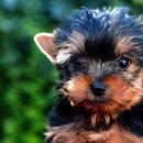 계산동물병원 이미지