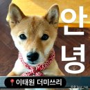 11260-2-37-19 | 서울 용산 시바견 카페 더미쓰리 솔직후기 _ 녹사평역 이태원 카페 이용방법