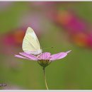 고향산전 이미지