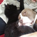 강아지와고양이 이미지