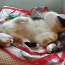 얼룩이농장 이미지