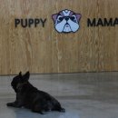 퍼피마마 이미지