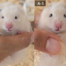 부산햄스터분양 행복햄 이미지