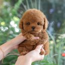 광주강아지분양 고양이분양 미유펫 본점 이미지