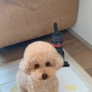 지림 이미지