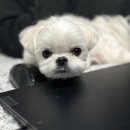 댕댕이쁘띠샵 네이버블로그