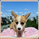 복덩이 | 댕댕이 복덩이 안산강아지무료입양 행운 후기 멍