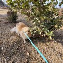 엽순공원(1) 이미지