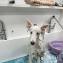 멍빨래 | 반려견 출장 목욕은 [멍빨래], 깨끗하게 대형견도 목욕 해요