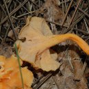 황금꾀꼬리버섯(Cantharellus luteocomus Bigelow) 이미지